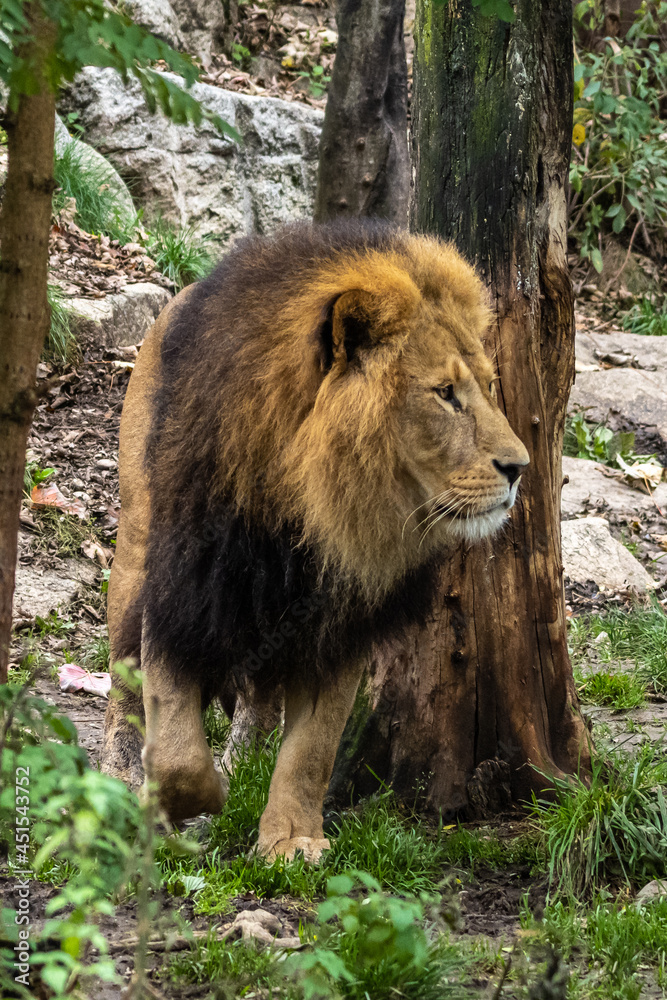 The lion, Panthera leo is one of the four big cats in the genus Panthera