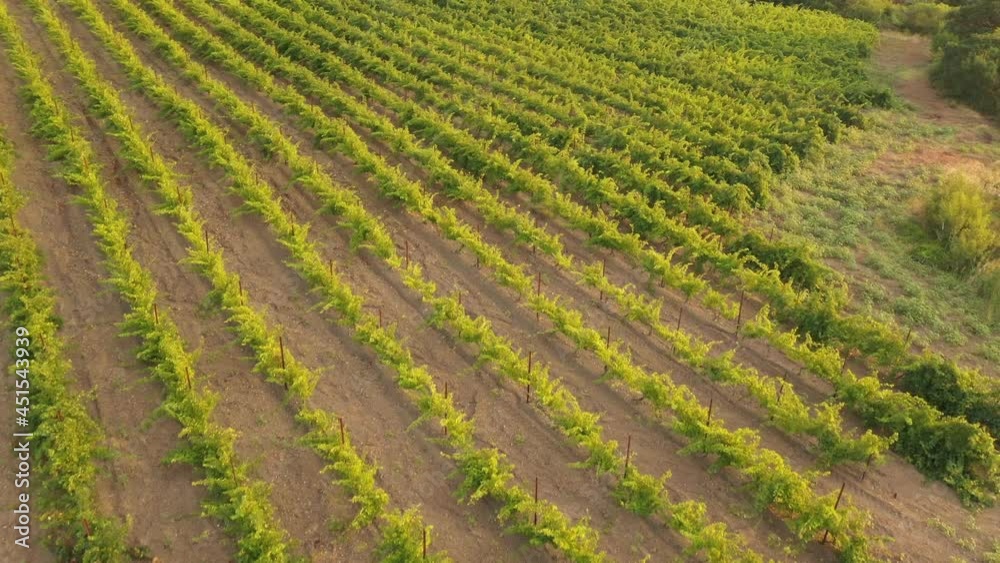 Green grape fields in summer. Wine industry. Grape Growing, Winemaking. Aerial drone view video Green grape fields in summer. Wine industry. Grape Growing, Winemaking. Aerial drone view video