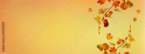 branches of a maple with golden autumnal foliage on yellow