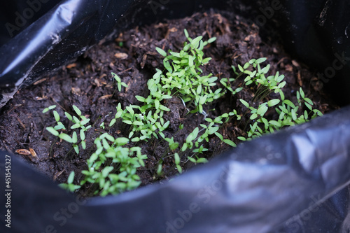 Close up portrait of green tree seeds inside a polybag photo