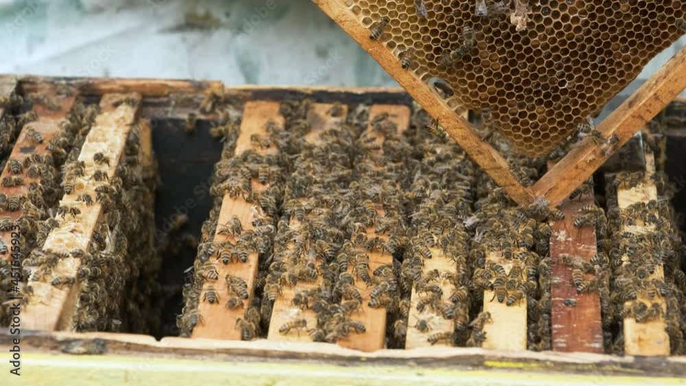 The beekeeper works in the apiary. The beekeeper works in the apiary.