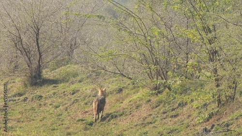 wide shot of Indian jackal or Canis aureus indicus subspecies of golden jackal running in open at keoladeo national park bharatpur rajasthan india photo