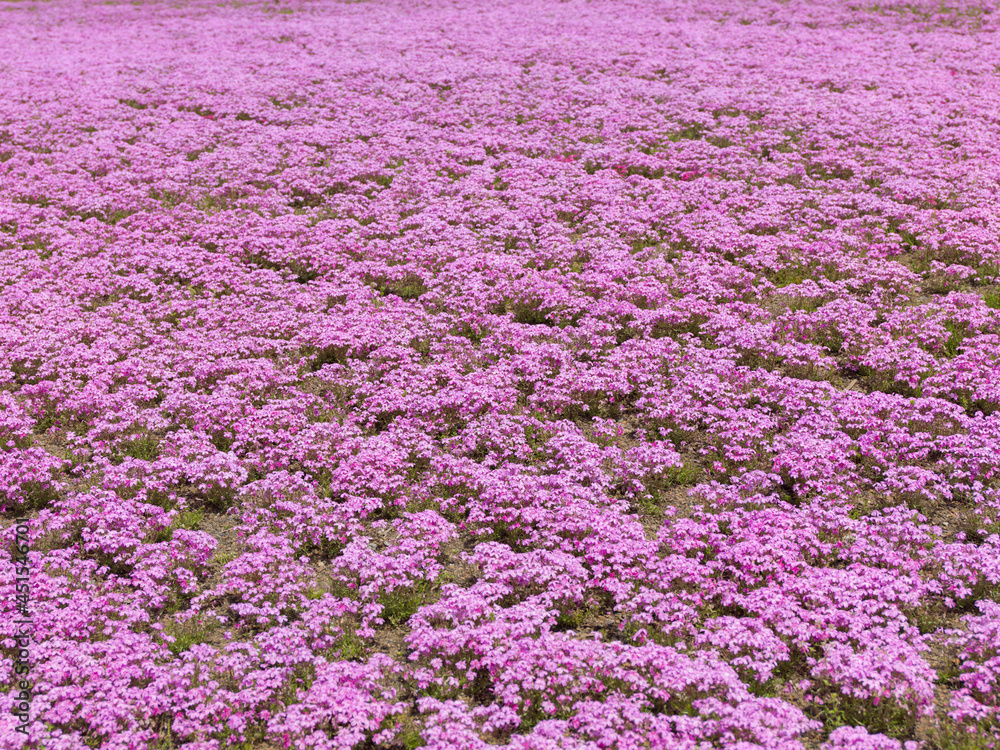 Naklejka premium 満開の芝桜 お花畑。日本の春