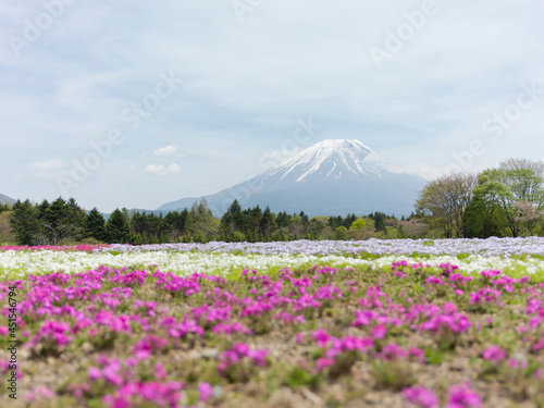 富士山と芝桜 富士芝桜展望広場