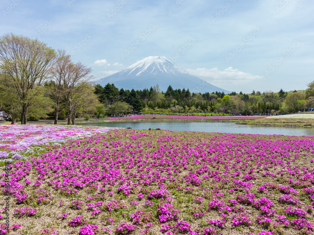 富士山と芝桜 富士芝桜展望広場 富士山と芝桜 富士芝桜展望広場