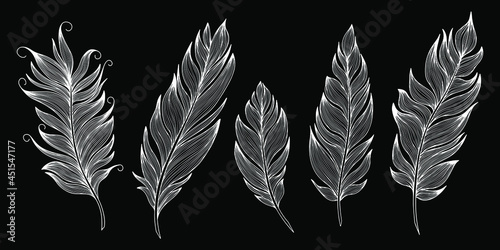 Vector feathers collection. Hand drawn isolated on white background vector set. Vintage art illustration