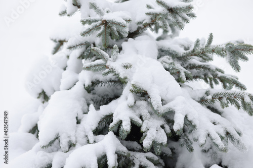 Evergreen tree covered with snow in garden closeup