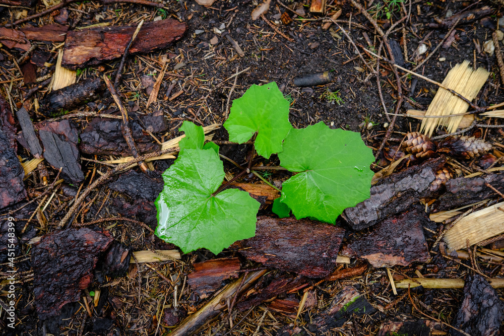 autumn leaves on the ground