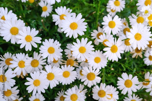 daisies in the grass