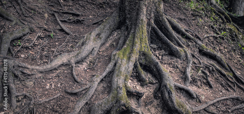 Roots of an old elm tree. Forest landscape