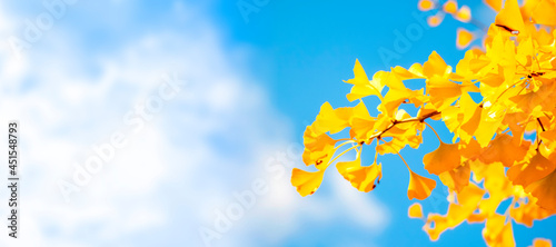 Panoramic background of ginkgo trees on a sunny autumn day