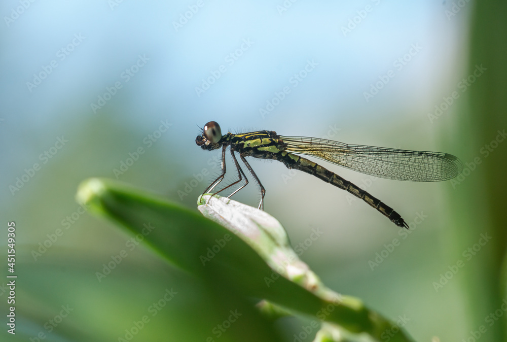 Image of Libellago lineata lineata dragonfly. Image of Libellago lineata lineata dragonfly.