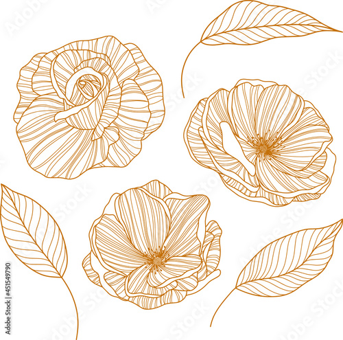 Rose flowers isolated on white. Hand drawn line vector illustration. Eps 10 