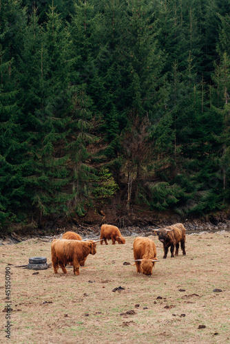 Yak along the road, roadtrip
