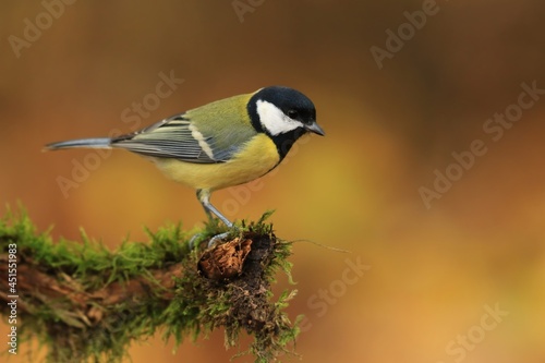 Beautiful portrait of a great tit sitting on the branch with yellow background. Parus major.