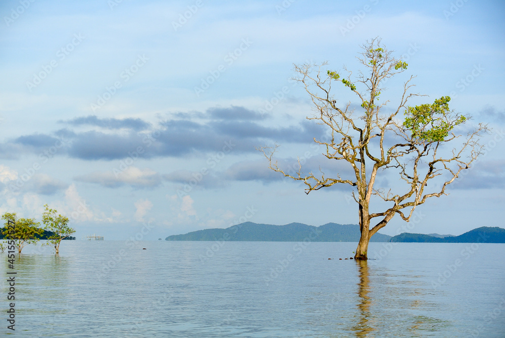 Big Tree along  beach in morning light. Seascape with mountains against blue sky white clouds. Koh Mak, Trat, Thailand. Concept lonely, quiet, alone Poster, Wallpaper, Backdrop, Tourism, Postcard.