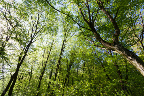 Fototapeta Naklejka Na Ścianę i Meble -  green poplars in the spring season in the forest