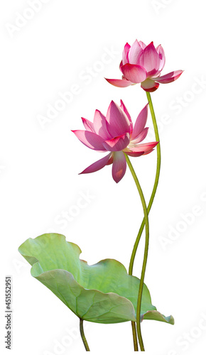 Pink lotus flower isolated on white background