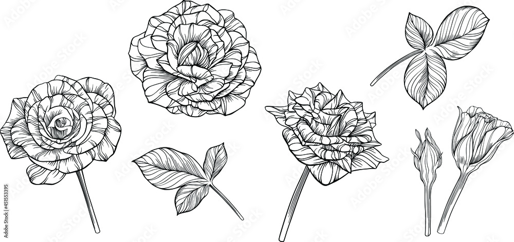 Rose flowers isolated on white. Hand drawn line vector illustration. Eps 10
Rose flowers isolated on white. Hand drawn line vector illustration. Eps 10