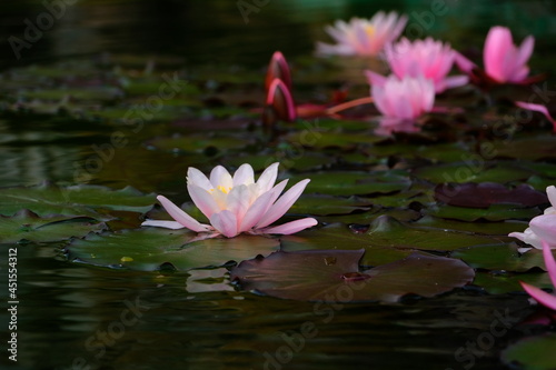 Beautiful water lilies in rose