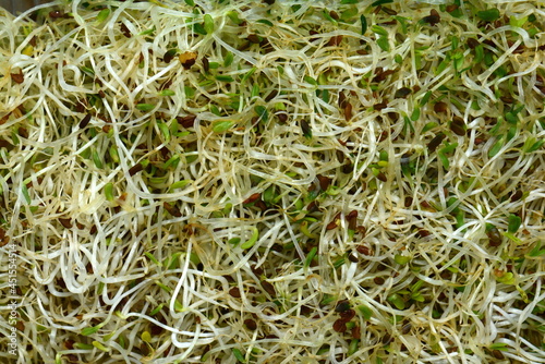 Microgreen sprouts of lucern background. Lucern germs texture.