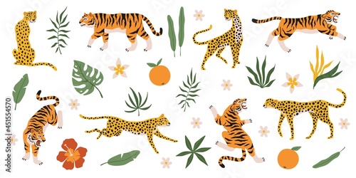 Tigers  leopards and jaguars with tropical plants. Wild animals  palm leaves flowers and fruits  safari predators  cat family. Safari and zoo mammals. Decor elements vector isolated set