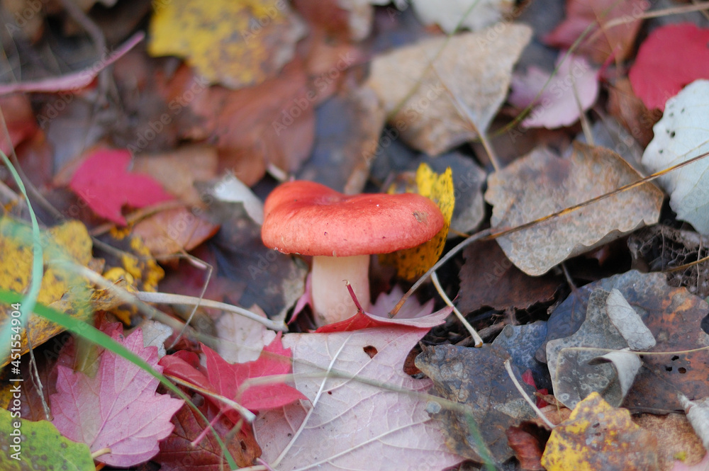 red mushroom in autumn forest red mushroom in autumn forest