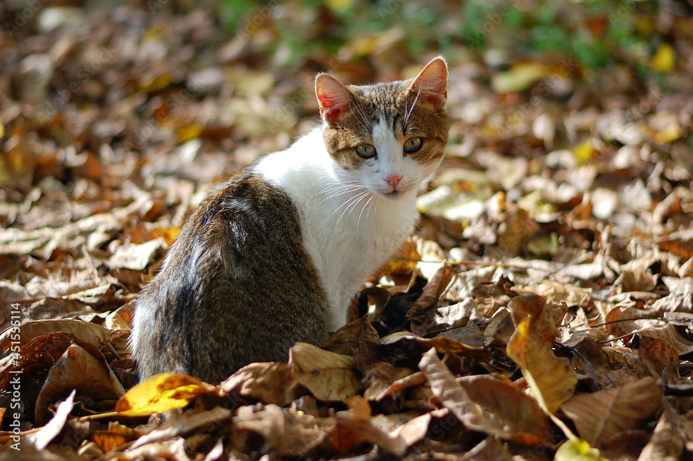 cat in the autumn