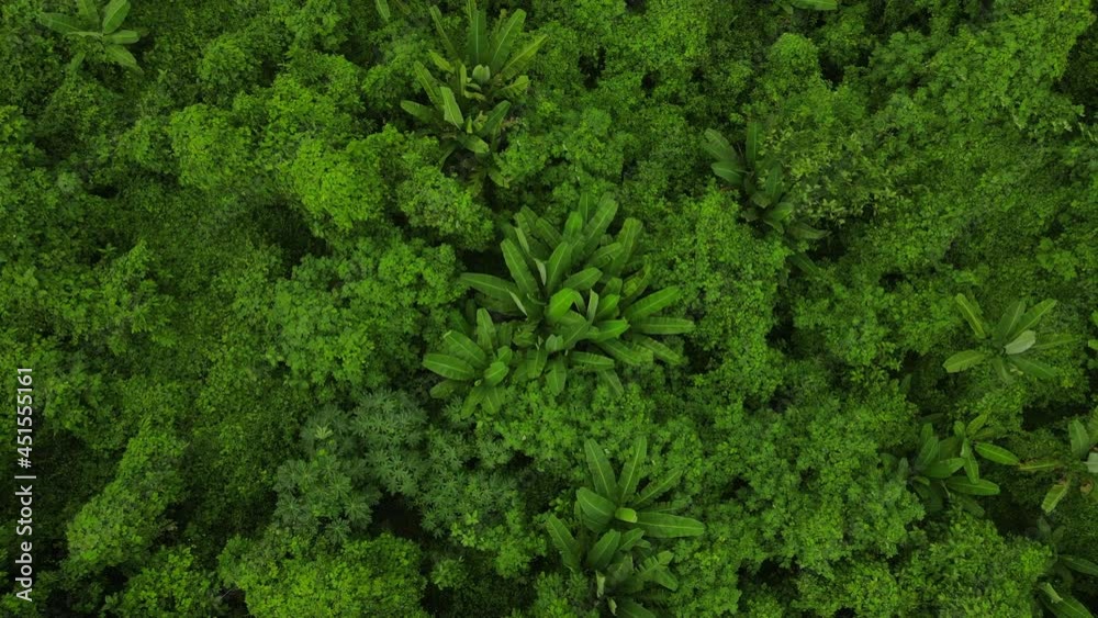 aerial landscape view of tropical rainforest nature scene, jungle tree in green forest, wild wood environment scenic view from drone, beautiful plant for travel on the mountain aerial landscape view of tropical rainforest nature scene, jungle tree in green forest, wild wood environment scenic view from drone, beautiful plant for travel on the mountain