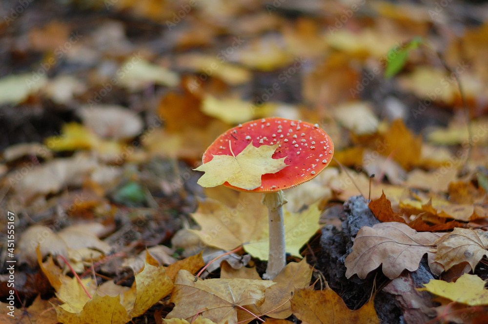 fly mushroom