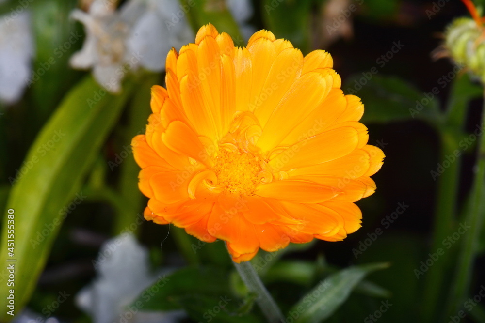 Calendula. Marigold flower isolated on black background. Calendula. Marigold flower isolated on black background.