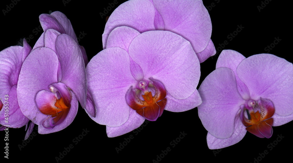 Obraz premium Orchids blossom close up. Orchid flower bloom. Phalaenopsis orchid.