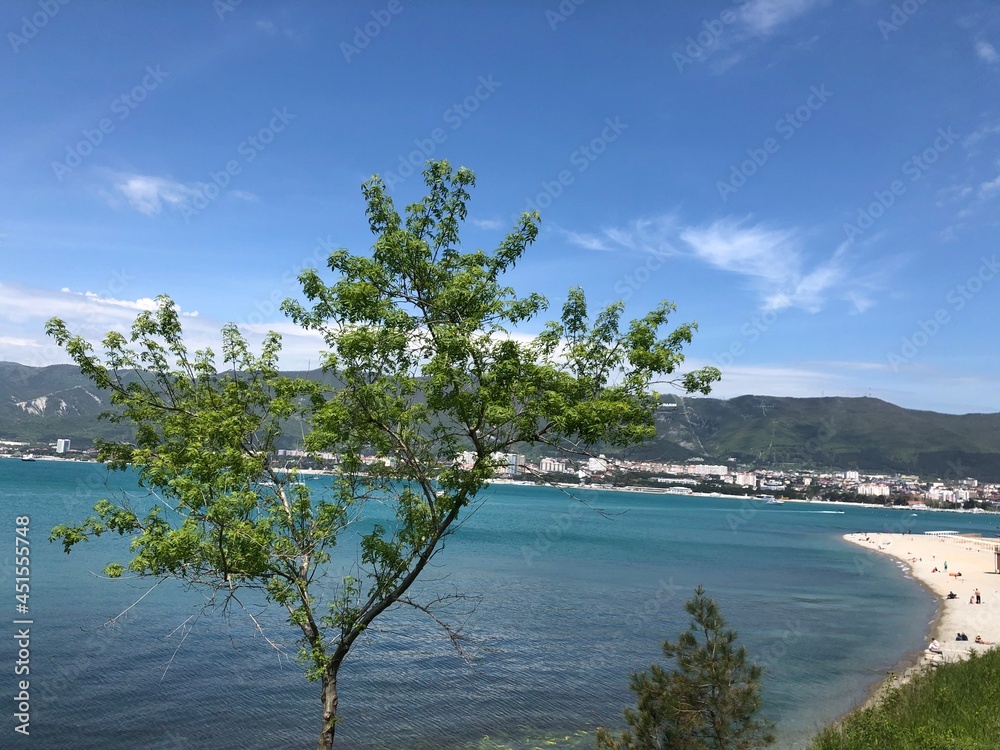 tree on the beach