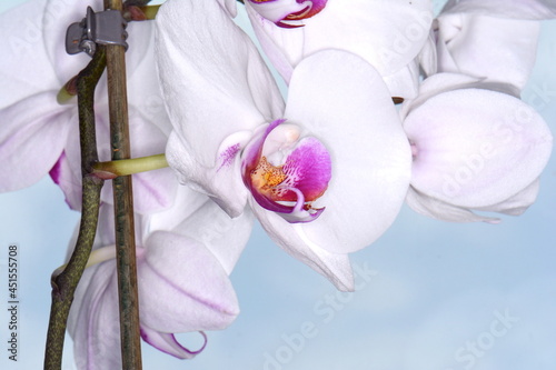 Orchids blossom close up. Orchid flower bloom. Phalaenopsis orchid. © Sanja