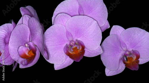 Orchids blossom close up. Orchid flower bloom. Phalaenopsis orchid.