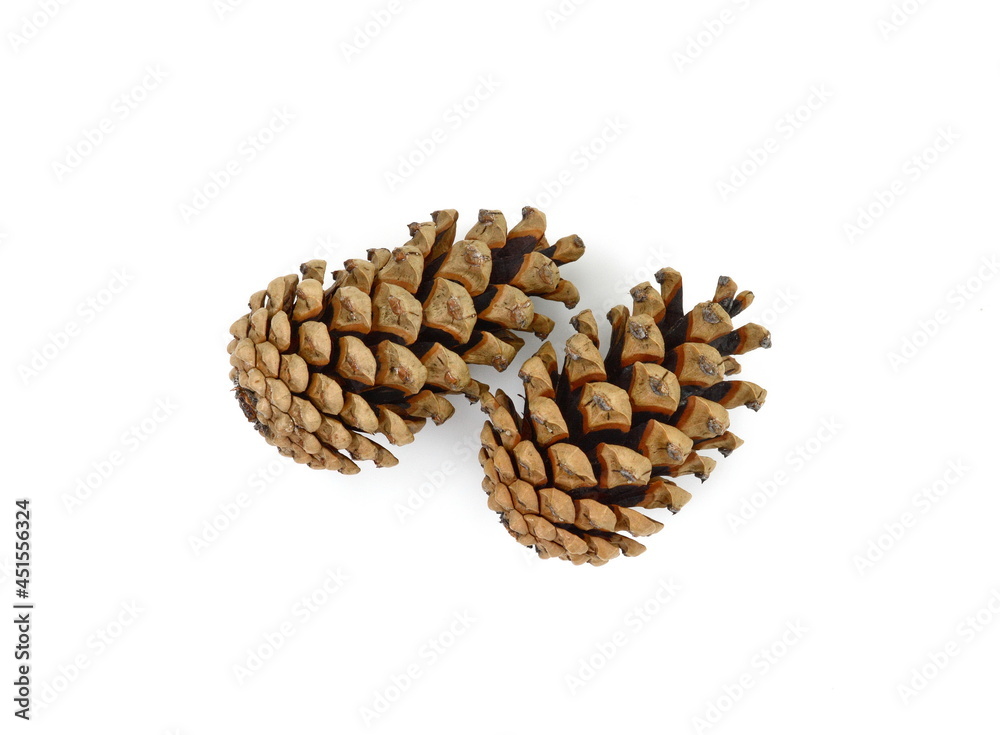 Pine cones isolated on white Pine cones isolated on white