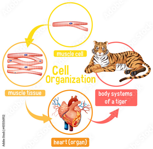 Diagram showing cell organization in a tiger