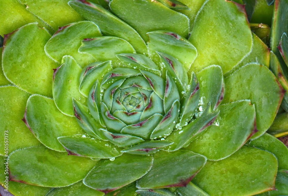 Fototapeta premium top view of a beautiful green succulent (floristic close-up detail shot, top view)