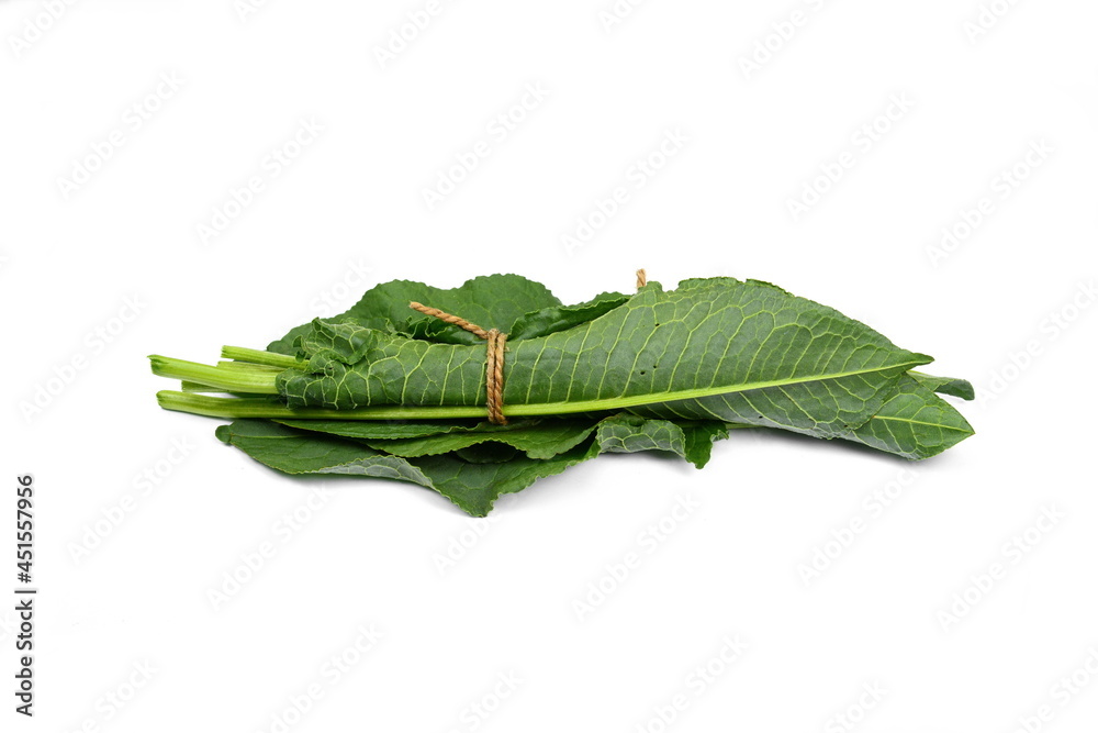 Obraz premium Green Sorrel Leaves Isolated on White Background. Rumex pulcher. Rumex crispus. Leaves of Rumex patientia isolated on white.