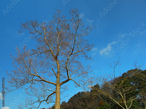 早春の里山の榛の木と青空 photo