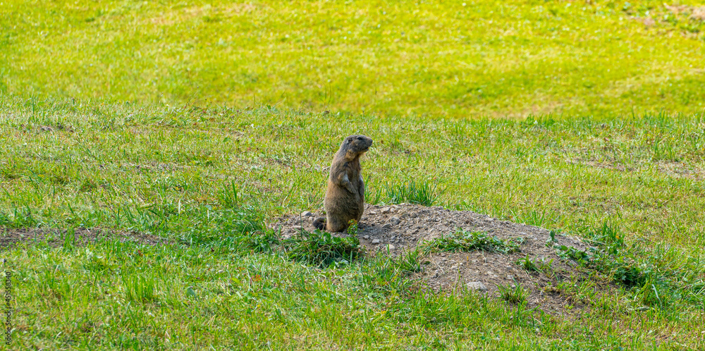 Fototapeta premium marmot in the grass