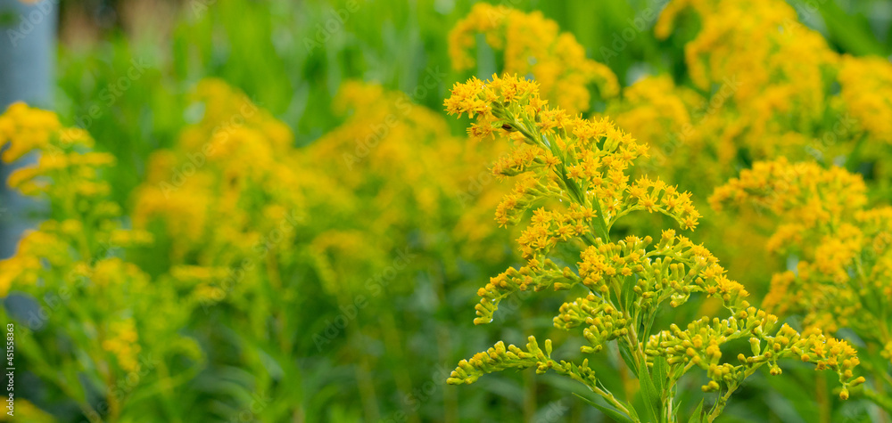 yellow flowers in a field yellow flowers in a field
