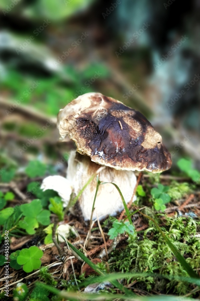 not a beautiful boletus edulis with slug damages on the forest floor not a beautiful boletus edulis with slug damages on the forest floor