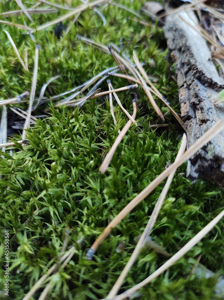 Moss in the forest Moss in the forest