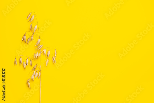Ear of oat isolated on yellow background. Copy space. Healthy vegan and vegetarian eating. Agriculture.