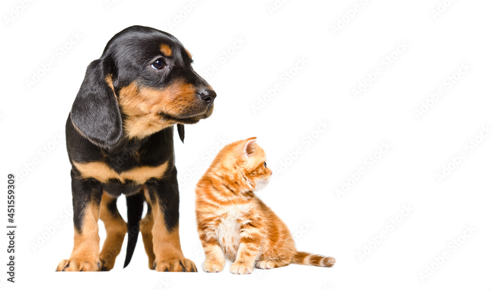 Slovakian hound puppy and kitten Scottish Straight, looking to the side, isolated on white background