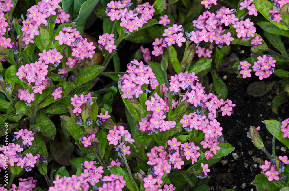 Beautiful pink flowers of forget-me-not or Myosotis sylvatica  in the garden, Sofia, Bulgaria  