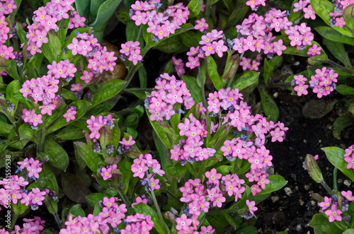 Beautiful pink flowers of forget-me-not or Myosotis sylvatica  in the garden, Sofia, Bulgaria   photo