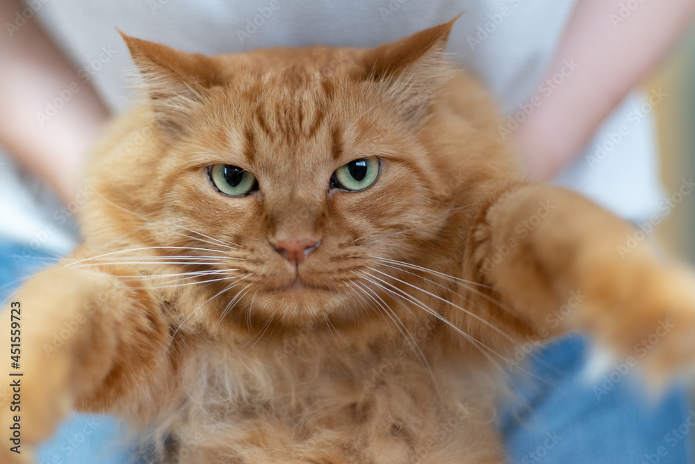 猫を抱っこする 茶トラ猫 猫を抱っこする 茶トラ猫