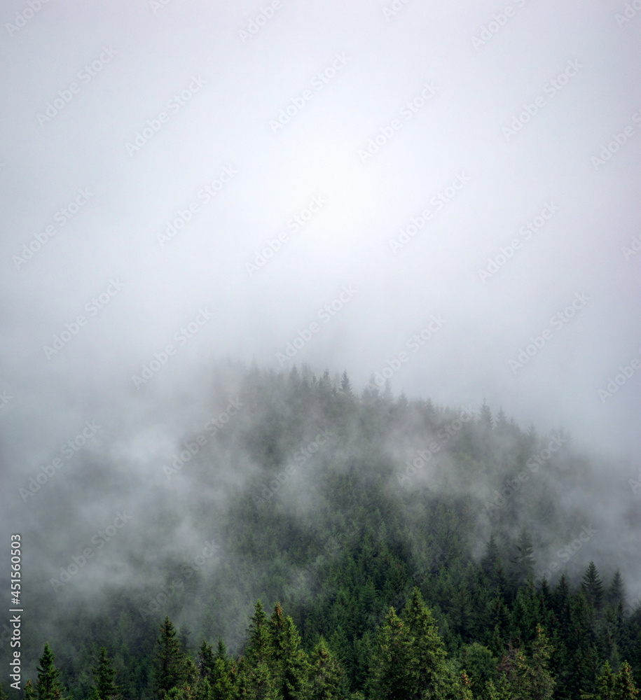 Panorama of forest in fog in summer in the carpathian Panorama of forest in fog in summer in the carpathian